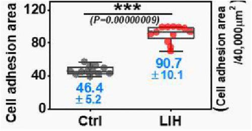 Figure 15. Analysis of the cell adhesion area by evaluating the image processing. Ctrl (control group), LIH (laser-induced Hap coating). The p-value is a result of a t-test between sample groups [Citation39].