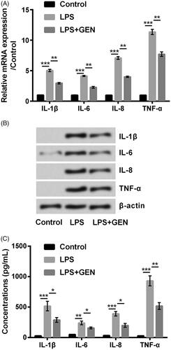 Figure 2. Geniposide ameliorates the release of pro-inflammatory cytokines evoked by LPS. PC12 cells were treated by LPS or LPS plus geniposide. (A) The mRNA and (B) protein levels of pro-inflammatory cytokines, as well as (C) their concentrations in the culture supernatant were respectively measured by RT-qPCR, Western blot and ELISA. *, p < .05; **, p < .01; ***, p < .001.