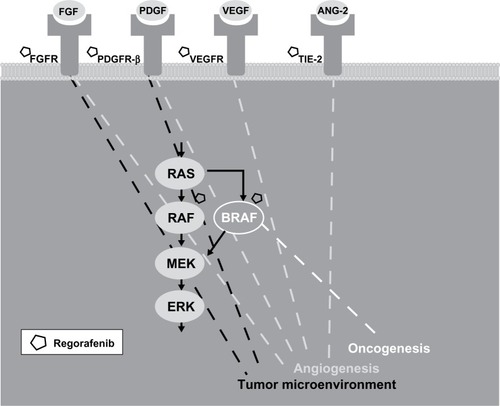 Figure 1 Regorafenib inhibits oncogenesis, angiogenesis, and the tumor microenvironment in metastatic colorectal cancer. Regorafenib is a multikinase inhibitor that targets several receptor tyrosine kinases (eg, fibroblast growth factor receptor [FGFR], platelet-derived growth factor receptor-β [PDGFR-β], vascular endothelial growth factor receptor [VEGFR], and tyrosine kinase with immunoglobulin and epidermal growth factor homology domain [TIE2]) that regulate angiogenesis and the tumor microenvironment in colorectal tumor cells. Regorafenib also inhibits oncogenesis, in part, by selectively targeting the intracellular kinases BRAF and RAF1, an activator of downstream mitogen-activated protein kinases (MEK and ERK) that promote cell proliferation.Abbreviation: ANG-2, angiopoietin-2.