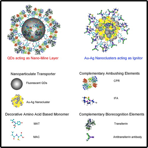 Figure 1. Transferrin decorated QD-CPR conjugate (leftside) and IFO decorated and antitransferrin conjugated Au-Ag nanoclusters (rightside).