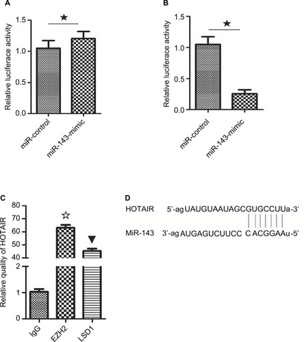 Figure 6 HOTAIR act as a ceRNA for miR143.Notes: (A) Luciferase reporter plasmids containing the mutant HOTAIR (MUT-HOTAIR) sequence were co-transfected into HEK-293T cells with miR-143 mimics or their corresponding NCs. There was no significant difference in luciferase activity between the miR-143 mimic group and the negative control group (★ P>0.05). (B) WT-HOTAIR was co-transfected into HEK-293T cells with miR-143 mimic or negative control. Luciferase activity was lower in the miR-143 mimic group compared with that in the negative control group (★ P<0.05). (C) RIP-PCR was performed to verify that LSD1 and EZH2 bind HOTAIR (✩▼ P<0.05). (D) miR-143 was a target of HOTAIR.Abbreviations: MUT-HOTAIR, mutant HOTAIR; NC, negative control; PCR, polymerase chain reaction; RIP, RNA-binding protein immunoprecipitation; WT, wild type.