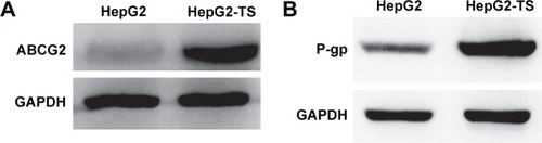 Figure 1 Western blot analysis of the expression of (A) ABCG2 and (B) P-gp in HepG2 cells and HepG2-TS.Abbreviations: HepG2-TS, HepG2 tumor sphere; P-gp, P-glycoprotein.