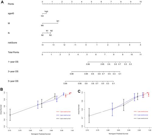 Figure 6 Development of a nomogram based on ARGs signature for predicting overall survival of patients with BC. (A) The nomogram plot integrating ARG risk score, age, N- and M-classification in the TCGA training cohort. (B) The calibration plot for the probability of 1-, 3-, and 5-year OS in the TCGA training cohort. (C) The calibration plot for the probability of 1-, 3-, and 5-year OS in the GSE20685 validation cohort.