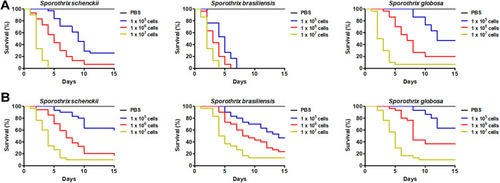 Figure 2 Mortality curves of Tenebrio molitor larvae infected with Sporothrix schenckii, Sporothrix brasiliensis, or Sporothrix globosa. Aliquots of 10 µL containing 1 x 105, 1 x 106, or 1×107 of yeast-like cells (A) or conidia (B) from the fungal species under analysis were used to inoculate T. molitor larvae. A total of 30 animals were included in each experimental group, and these were monitored daily to assess mortality, which was defined as lack of irritability and the presence of extensive body melanization. PBS, a control group of 30 animals inoculated only with PBS.