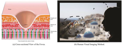 Figure 2. Human visual mechanism.