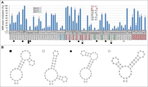 Figure 5. RNA tetraloops that promote and repress MIR exon splicing. (A) MIR exon inclusion levels of 76 constructs with the indicated tetraloops in COS7 cells. RNA products are to the left, merged gels are denoted by vertical lines. Error bars represent SDs from 2 transfections experiments. Stable tetraloops are colored as indicated. A default option of Mfold identified 11 transcripts (marked by symbols at the bottom) with stable alternative RNA secondary structures (shown in panel B); predicted structure of the remaining pre-mRNAs is shown in the inset of panel A.