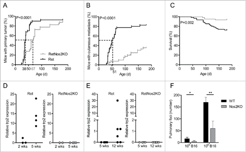 Figure 1. NOS2 deficiency delays melanoma progression by inhibiting tumor cell dissemination (A–C) 6-mo follow-up of melanoma development from Ret (n = 40) and RetNos2KO (n = 40) mice. (A,B) Time courses of primary tumor and cutaneous metastasis onset. Mice were examined every 2 weeks. (C) Survival curve. (Mantel-Cox test (A–C)). (D, E) trp2 expression was measured by qRT-PCR in bladders (D) and tumor dLNs (E) collected from Ret and RetNos2KO mice aged of 2, 5 or 12 weeks. Expressions were normalized using GAPDH. Each point represents one mouse. (F) Number of pulmonary metastasis in WT mice and Nos2KO mice after i.v. injections of 105 (n = 8 WT, n = 9 Nos2KO) or 106 (n = 6 per group) B16 melanoma cells. Data are pooled from two independent experiments (mean ± SEM) (Mann–Whitney test). *p < 0.05, **p < 0.01.