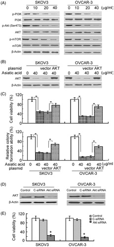 Figure 4. The PI3K/Akt/mTOR pathway is involved in the growth-suppressive activity of asiatic acid in ovarian cancer cells. (A) Western blot analysis of indicated proteins in cells with or without asiatic acid treatment for 48 h. (B and C) Cells were transiently transfected with active Akt-expressing plasmid or empty vector 24 h before treatment with asiatic acid (40 μg/mL) for 48 h. (B) Western blot analysis of Akt expression. (C) Cell viability (upper panels) and colony formation ability (bottom panels) were measured as described in the section “Materials and methods”. Bar graphs represent data from three independent experiments. *p < 0.05. (D and E) Knockdown of Akt suppresses the viability of ovarian cancer cells. (D) Western blot analysis of Akt expression in cells transfected with control siRNA (C-siRNA) or Akt siRNA. (E) The viability of cells transfected with C-siRNA or Akt siRNA was determined after culturing for 72 h. Bar graphs represent data from three independent experiments. *p < 0.05.