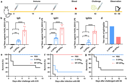 Figure 3. Strong antibody response and protection against different Brucella strains induced by NP-OPSBa in mice. a) schematic diagram of titre measurements and the lethal challenge experiment. b) serum IgG antibody titres. c) IgG1 and IgG2a antibody titres against YeO9_52212 LPS after third immunisation. Data are Lg10-transformed and presented as means ± SD and analysed by one-way ANOVA with Dunn’s multiple comparison test: ****p < 0.0001 and **p < 0.01. d) OPS-specific IgG isotype antibody titre IgG1/IgG2a ratios. D) Fourteen days after the third immunisation, the mice were challenged with a lethal dose of E) B. abortus, F) B. melitenesis, or G) B. suis and their survival was monitored for 14 days.