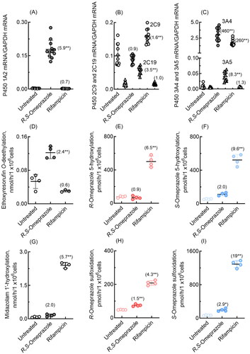 Figure 4. mRNA expression levels of human P450 1A2, 2C9, 2C19, 3A4, and 3A5 (A–C) and drug oxidation activities (D–I) in cultured HepaRG cells treated with R,S-omeprazole or rifampicin. Numbers in parentheses indicate the fold induction relative to the untreated group. In panels B and C, mRNA levels of P450 2C19 and 3A5 are indicated by triangles. Results for drug oxidation activities are expressed as mean values (± SD) obtained from three or four wells of cultured hepatocytes on day 2 (*p < 0.05 and **p < 0.01, one-way analysis of variance with Dunnett’s post tests).