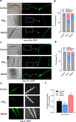 Figure 2. Effects of MeCbl on GABAergic, cholinergic and glutamatergic neurons of EG1285, LX929and DA1240 after a 72 h PM2.5-exposure period. (a) Fluorescent photographs show the GABAergic neuron in worms when exposed to PM2.5 with or without MeCbl treatment. (b) Neuronal injury in EG1285 nematodes after PM2.5 and MeCbl treatment. (c) Fluorescent photographs show the cholinergic neuron in worms when exposed to PM2.5 with or without MeCbl treatment. (d) Neuronal injury in LX929nematodes after PM2.5 and MeCbl treatment. Degree of neuronal injury was classified into three categories, namely normal (good neuronal integrity), intermediate (degradation of a few neurons, less than 5), abnormal (more than 5 neurons degradation, discontinuous or misplacement). (e) Fluorescent photographs show the glutamatergic neuron in worms when exposed to PM2.5 with or without MeCbl treatment. (f) Relative fluorescence intensity of eat-4:GFP in C. elegans with indicated treatments. Values indicated by the bars with different letters are significantly different (p < .05, one-way ANOVA).