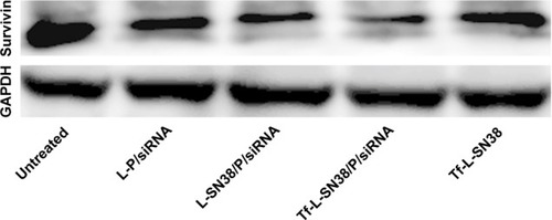 Figure 8 Expression level of the survivin protein after treatment with liposome preparations.Notes: The amount of the survivin protein was measured by Western blot analysis after incubation with liposome preparations for 48 hours. GAPDH was used as an internal control.