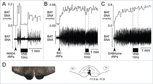 Figure 3. VNS inhibits the increase in BAT SNA evoked by activation of glutamate receptors in the rostral raphe pallidus (rRPa), but not that following blockade of GABAA receptors in rRPa. (A) Representative example of the VNS–evoked (10 Hz, 1 ms pulses, between the dotted lines) inhibition of the increase in BAT SNA evoked by nanoinjection (black arrowhead) of N-methyl-D-aspartate (NMDA) in the rRPa. (B, C) Representative examples demonstrating that the increases in BAT SNA evoked by nanoinjections (black arrowheads) of the GABAA receptor antagonists, bicuculline (BIC, B) or GABAzine (C), in the rRPa are not inhibited by VNS (10 Hz, 1 ms pulses, between the dotted lines). Scale bar for BAT SNA is 200 µV, 50 µV and 600 µV in A, B, and C, respectively. (D) Photomicrograph (left) of a representative nanoinjection site (red beads) of GABAzine in rRPa, and an atlas drawing (right), adapted from,Citation27 showing the locations of the nanoinjection sites in rRPa for NMDA (triangles, n = 7, the site from one rat was not recovered), BIC (squares, n = 7) and GABAzine (circles, n = 7). Numbers in lower right indicate the approximate distance from bregma.