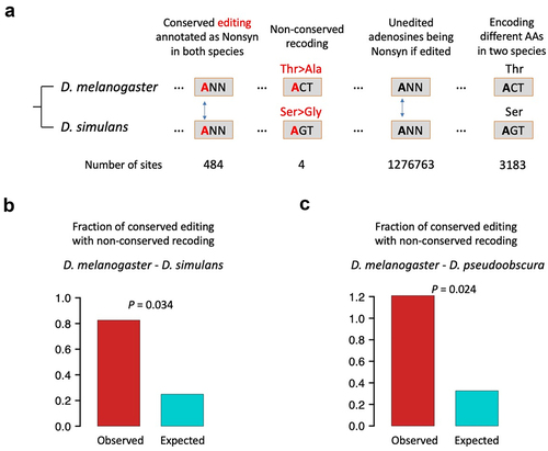 Figure 2. Observed and expected occurrences of conserved editing with non-conserved recoding between D. melanogaster and another sibling species. (a) Diagram illustrating how we look for the appearance of conserved editing with non-conserved recoding. The particular codons are just an example. (b) D. melanogaster - D. simulans comparison. p value was obtained by one-sided Fisher’s exact test. (c) D. melanogaster - D. pseudoobscura comparison. p value was obtained by one-sided Fisher’s exact test.