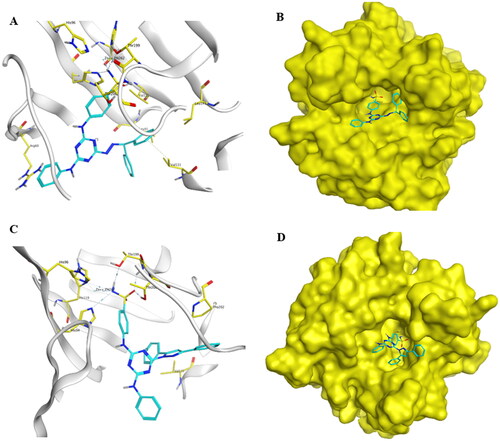 Figure 9. Docking of compounds 5d and 13c within the active site of hCA IX (PDB, ID: 3IAI). (A and C) The 3D binding mode of compounds 5d and 13c with hCA IX. The analogues 5d and 13c are coloured in cyan. The surrounding residues in the binding pocket are coloured in yellow. The hydrogen bond is depicted as a magenta dashed line. (B and D) The surface binding mode of hCA IX with compounds 5d and 13c viewing large cavity size in the active site filled with two bulky phenyl rings attached to hydrazone linker in 5d and pyrazole linker in 13c.