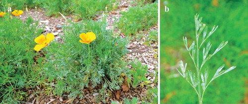 Fig. 1 a, (Colour online) Symptoms and signs of powdery mildew on Eschscholzia californica. b, Close-up view of leaves with abundant sporulation.
