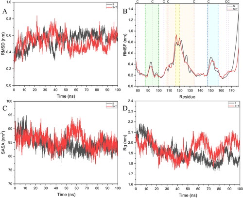 Figure 5. MD simulation trajectory analysis. (A) RMSD graph of unbound SOST (S) and taurine bound SOST (S + T); (B) RMSF graph of the unbound and taurine bound SOST where the Green transparent region shows the loop 1 of SOST, the yellow transparent region shows the loop 2 of SOST, the deep yellow region shows the PNAIG motif present in the loop 2, the blue region shows the loop 3 of SOST and the purple dashes across the graph shows the cysteine residues forming the cysteine knots in the SOST structure; (C) SASA graph of unbound and taurine bound SOST; (D) Rg graph of the unbound and taurine bound SOST.