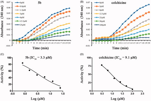 Figure 3. Tubulin polymerisation inhibitory activities of 5b and colchicine. Purified tubulin protein was incubated at 37 °C in the absence or presence of 5b (A,C) and colchicine (B,D) at the indicated concentrations.