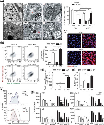 Figure 3. SIRT3 is required for control of mitochondrial damage, dysfunction, and oxidative stress during mycobacterial infection. (a) Sirt3+/+ and sirt3−/- mice were infected intranasally with Mtb (3 × 104 CFU), and monitored at 7 dpi. The lung tissues were harvested and then subjected to TEM analysis. Mitochondria with complete cristae for a; Swollen mitochondria with vacuolation in the cristae for b. Scale bars: 5 µm. Right, quantification of the results at left. (b-g) BMDMs from Sirt3+/+ and sirt3−/- mice were infected with Mtb (MOI = 10) for 24 h (b-f), and then subjected to flow cytometric analysis for MitoTracker Deep Red and MitoTracker Green (b; quantitative analysis, for right); MitoSOX Red fluorescence (c; Scale bars: 50 µm; quantitative analysis, for d) and TMRE (e and f) analysis. (g) Mtb-infected Sirt3+/+ and sirt3−/- BMDMs were incubated in the presence or absence of scavengers for mitochondrial ROS (mitoTEMPO, 25, 50, 100 μM; NecroX, 10, 25, 50 μM), and subjected to ELISA analysis for measuring the production of TNF, IL6, IL1B, and CXCL5. *P < 0.05, **P < 0.01, ***P < 0.001 compared with SC (g). U, uninfected; SC, solvent control; mito-T, mito-TEMPO. Two-way ANOVA (f and g). Data are representative of three independent experiments (a-c, e), and values represent means (± SEM) from three or four independent experiments performed in triplicate (f and g).