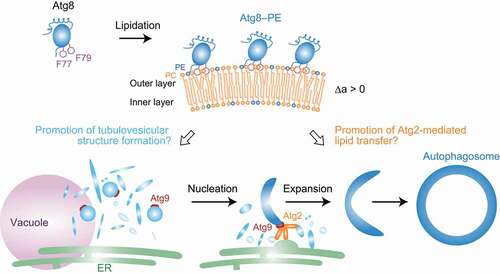 Figure 1. Putative roles of membrane perturbation by Atg8–PE. Phe77 and Phe79 in Atg8 increase the area difference between outer and inner layers, Δa, in a lipidation-dependent manner. The membrane perturbation activity can affect membrane morphology. The activity of Atg8–PE may promote the formation of tubulovesicular structures containing Atg9 at the autophagosome formation site and/or the Atg2-mediated lipid transfer for autophagosome biogenesis [Citation1]