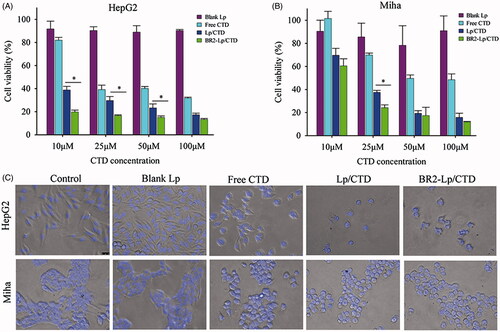 Figure 2. The cytotoxicity of various CTD formulations toward HepG2 (A) and normal hepatocytes Miha cells (B) by MTT assay. The cells were treated 24 h respectively with blank Lp, Lp/CTD, BR2-Lp/CTD and free CTD with indicated concentrations of CTD (10-100 μM). *p < .05 for BR2-Lp/CTD sample and Lp/CTD treatment groups. Lower panels (C) show the morphologies of HepG2 and Miha cells after incubated with CTD formulations at 10 μM for 24 h.