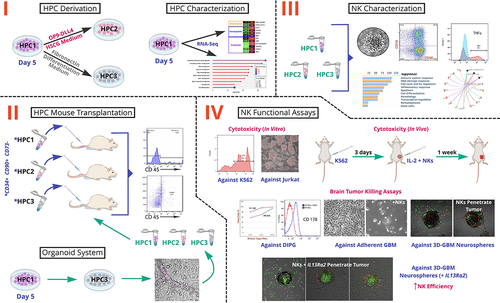 Figure 1. Schematic Overview of the Study. There are four key stages: I. HPC Derivation and Characterization; II. Organoid System Engraftment and HPC Mouse Transplantation; III. NK Characterization; IV. NK Functional Assays. HPCs are hematopoietic progenitor cells that were analyzed at 3 differentiation time points (HPC1, HPC2, HPC3). HSCG is Hematopoietic Stem Cell Growth Medium. K562, Jurkat, DIPG, and GBM are chronic myelogenous leukemia, acute T-lymphoblastic leukemia, diffuse intrinsic pontine glioma, and glioblastoma multiforme cell lines, respectively.