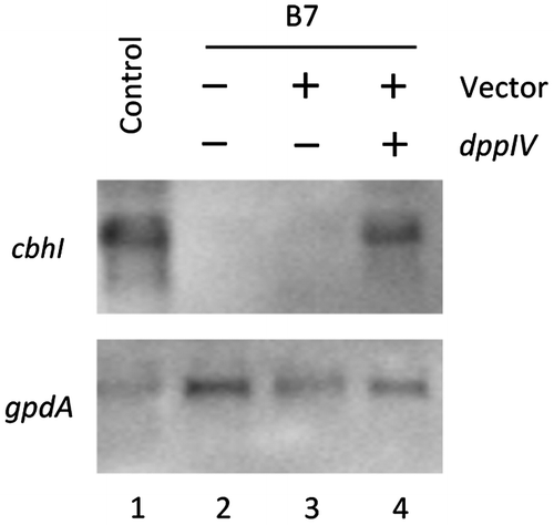 Fig. 1. Northern blot analysis of cbhI expression in NCP2 and B7.