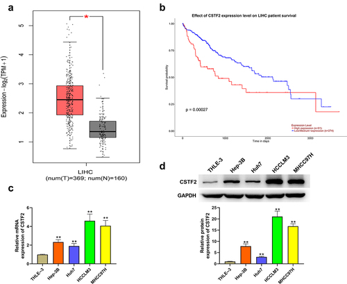 Figure 1. CSTF2 was highly expressed in LIHC tissues and cells.