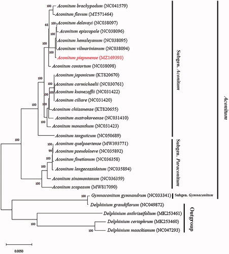 Figure 1. Phylogenetic relationships of the 27 species inferred from maximum likelihood (ML). The bootstrap value shown on each node was obtained based on 1000 replicates.