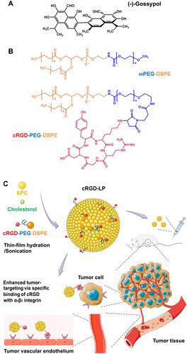 Figure 1 Schematic illustration for (A) the chemical structure of (-)-gossypol; (B) the chemical structures of mPEG-DSPE and cRGD-PEG-DSPE; (C) the design and preparation of cRGD-decorated liposome (cRGD-LP) with enhanced tumor-targeting for drug delivery.