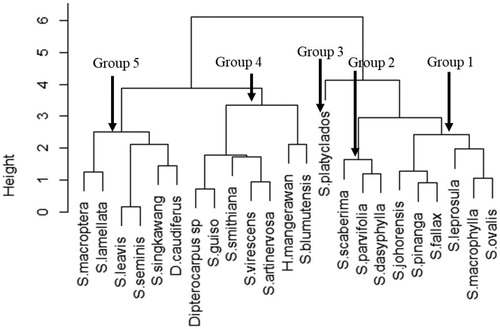 Figure 5. Dendrogram from hierarchical clustering of dipterocarps species trial based on four characteristic traits (survival rate, DBH, PP and SWV).