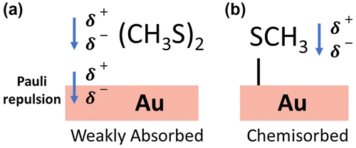 Figure 9. Comparison of (a) weakly absorbed DMDS on Au in which the main contributions to the work-function shift are the dipole intrinsic to the molecule and charge displacement via Pauli repulsion and (b) MT on Au in which the only contribution to the work-function shift is the dipole intrinsic to the molecule.