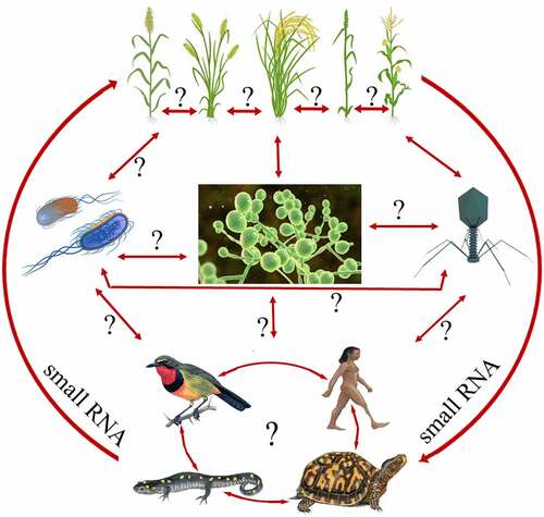 Figure 2. A hypothetical model representing the cross-kingdom movement of sRNA. Question mark (?) represent the unavailability of information in literatures.