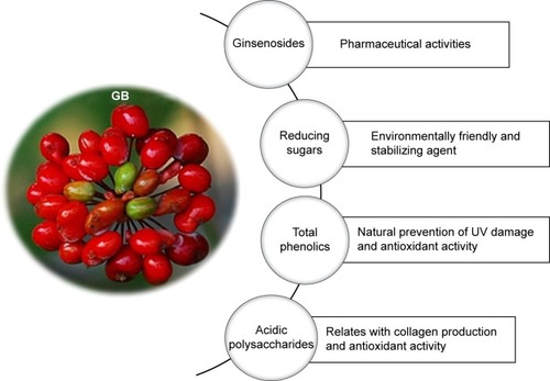 Figure 2 Phytochemical properties of Panax ginseng berry.Abbreviations: GB, ginseng berry; UV, ultraviolet.