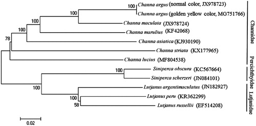 Figure 1. Maximum likelihood (ML) phylogenetic trees inferred from the nucleotide sequence data of mitogenomic 12 protein-coding genes (except ND6).