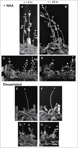 Figure 1. Phototropism of the wild-type (A, B, E and F) or axr2-1 (C, D, G and H) inflorescences affected by NAA application on the shoot apical region (A to D) or decapitation (E to H). Images were taken before (A, C, E and G) and after unilateral blue-light irradiation at 53 μmol s−1 m−2 for 24 hr from the left side (B, D, F and H). Stems without any treatments are indicated by circles, and NAA-treated or decapitated stems are indicated by triangles. Bar, 2 cm. Pictures are taken from the study of Sato et al.Citation8
