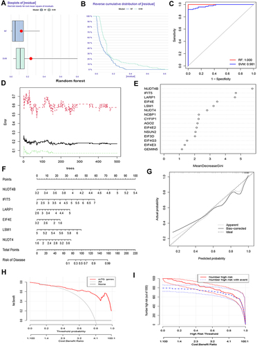 Figure 4 Establishment and validation of the prediction model. Residual (A) and reverse cumulative distribution of residual (B) were used to compare the accuracy of RF and SVM algorithms. (C) RF and SVM were evaluated by ROC curve. (D) The optimal nTree was obtained to find the disease feature genes. (E) The importance score of the relevant gene was calculated. (F) The nomogram prediction model. (G) The calibration curve revealed a good degree of agreement. (H) Decision curve analysis showed a high net benefit. (I) Nomogram models were validated using clinical impact curve analysis.