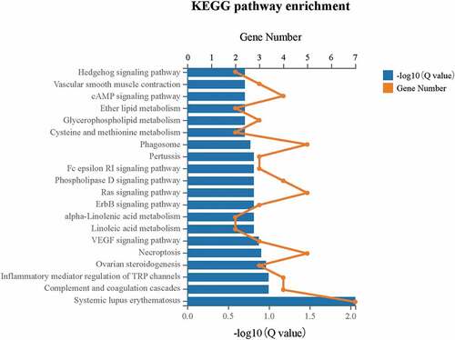Figure 11. KEGG pathway enrichment analysis indicated that DEGs were significantly enriched in the systemic lupus erythematosus pathway (Q≤ 0.05) upon the downregulation of CENPW in Huh7 cells.