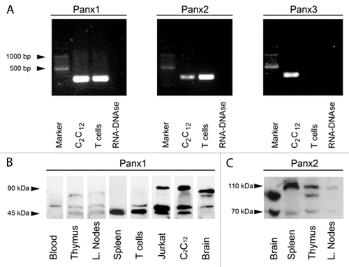 Figure 1. Panxs 1 and 2 are present in mouse T cells and secondary lymphoid organs. (A) RT-PCR products generated with specific primers for Panx1, Panx2 and Panx3 were obtained from RNA extracts of T cells isolated from lymph nodes of Balb/c mice and C2C12 cells used as positive control. Panx1 amplicon was detected from RNA purified from T cells and C2C12 cells at the expected electrophoretic mobility (∼280 bp). Panx2 amplicon was also present in both samples (∼270 bp). However, Panx3 amplicon was detected in C2C12 cells but not in T cells. No amplicons were detected in samples having RNA-DNase or water (not shown) that were used as DNA-contamination controls for mRNA isolation and PCR amplification control, respectively. (B) Immunoblot of Panx1 in total homogenates of mouse blood, thymus, axillar lymph nodes and spleen, as well as freshly isolated T cells obtained from lymph nodes of BALB/c mice and Jurkat cells. C2C12 cells and mouse brain were used as positive controls. One to four main bands reactive to anti-Panx1 antibody were detected at 45–50 kDa and 90 kDa. (C) Immunoblot analysis of Panx2 in total homogenates of spleen, thymus and lymph node. Brain was used as Panx2 positive control. Panx2 reactive bands were detected mainly between 90–110 kDa.