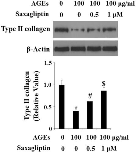 Figure 2. Saxagliptin inhibited degradation of type II collagen. Primary human chondrocytes were treated with 100 μg/ml AGEs in the presence or absence of 0.5 and 1 μM saxagliptin for 24 h. Type II collagen was determined by western blot analysis (*, #, $, p < .01 vs. previous column group).