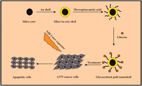 Figure 1. A schematic description for synthesis a glycosylated gold nanoshell and photothermal ablation of melanoma cells under NIR laser irradiation.