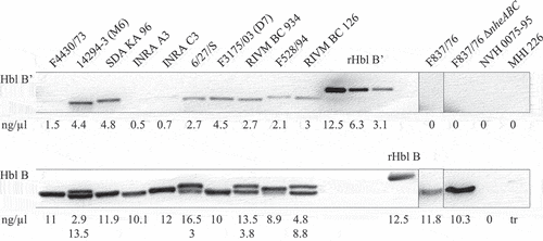 Figure 4. Detection of Hbl B and B’ in the supernatant of several B. cereus strains. Western blots were performed using specific mAb 11A5. After 20 s exposure, strong signals for Hbl B appeared. Thus, the membrane was cut and Hbl B’-specific signals were detected after an additional 3 min exposure. This procedure is possible due to the molecular weights of Hbl B (approx. 40 kDa) and Hbl B’ (approx. 50 kDa). The recombinant proteins, which were used as concentration standards, appeared slightly bigger in the gel than the native proteins, which is due to their additional strep-tag (refer to Figure 3). Shown is one representative blot per strain. Protein concentrations were calculated according to rHbl B and rHbl B’ concentration standards as mean of 2–4 individual blots. For strains F837/76 and F837/76 ∆nheABC, no Hbl B’ protein could be detected. NVH 0075–95 and MHI 226 were applied as negative controls. 0: no detectable signal. tr: traces.