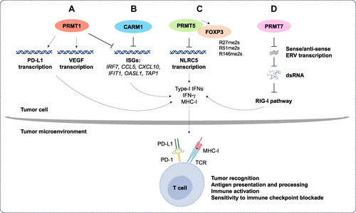 Figure 4 The roles of PRMT1, CARM1, PRMT5, and PRMT7 in cancer immunotherapy. (A) Protein arginine methyltransferase 1 (PRMT1) regulates programmed death-ligand 1 (PD-L1) expression in cancer cells and decreases tumor cell apoptosis. Also, PRMT1 induces the expression of the immunosuppressive factor, vascular endothelial growth factor (VEGF), and inhibits the expression of interferon (IFN) stimulates genes (ISGs). This, in turn, decreases the expression of several cytokines and chemokines and leads to immune checkpoint blockade resistance. (B) In tumor cells, co-activator-associated methyltransferase 1 (CARM1) inhibits ISG expression. This leads to inhibition of the type I IFN response and decreases the number of CD8+ T cells in the tumor microenvironment. This increases the resistance of tumors cells to cancer immunotherapy. (C) Protein arginine methyltransferase 5 (PRMT5) promotes immunosuppression in cancer cells by inhibiting the transcription of NOD-like receptor (NLR)-family caspase activation and recruitment domain (CARD)-containing 5, which, in turn, modulates the expression of major histocompatibility complex I (MHC-I). This decreases antigen presentation and tumor recognition. Also, PRMT5 interacts directly with the transcription factor forkhead box P3 (FOXP3); dimethylates it at positions R27, R51, and R146; and suppresses T cells function. (D) Protein arginine methyltransferase 7 (PRMT7) maintains low expression of double-stranded RNA (dsRNA) repetitive elements that mimic viral induction of the retinoic acid-inducible gene I (RIG-I) pathway. This inhibits type I IFN and pro-inflammatory cytokine gene expression and decreases the sensitivity of tumors to the immune checkpoint blockade.
