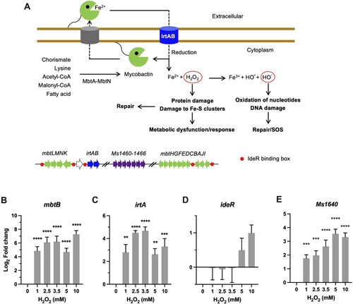 Figure 2. Transcriptional profiles of genes encoding for iron utilization. (A) Carton illustration of mycobacterial Fe acquisition system and its role in oxidative stress. Ms 1460–1466 are the M. smegmatis homologues of Mtb Rv1460-1466 cluster. (B–E) Expression of mbtB, irtA, ideR, and Ms1640 in Msm exposed to H2O2 for 50 min. Transcript levels were measured by the qRT-PCR, normalized relative to sigA, and expressed as Log2 fold change from untreated cultures. Data shown are mean ± SE with at least three independent experiments. **P < 0.01, ***P < 0.001, ****P < 0.0001.