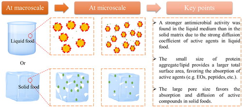Figure 1. Impacts of food (micro)structures on the activities of the main classes of antimicrobial compounds at the macro/microscale. The yellow dots, red curves and white spots correspond to fat droplets, proteins and pores, respectively; green particles represent the antimicrobial agents.