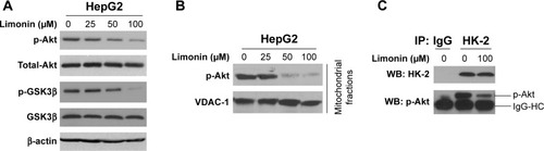 Figure 5 Limonin suppressed Akt activity in HepG2 cells.
