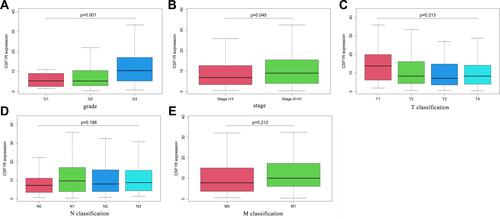 Figure 8 The correlation of CSF1R expression with clinicopathological characteristics of GC patients (A-E).