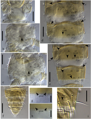 Figure 4. Acerentulus panamensis sp. nov. (interference contrast microscope) (a) prosternum; (b) mesosternum; (c) metasternum; (d) abdomen IV‒V, ventral view; (e) abdomen VI‒VII, ventral view; (f) abdomen VIII–XII, ventral view; (g, h) detail of spsm pores on female and male sternite VI; (i) comb on abdominal tergite VIII. Arrows indicate pores. Scale bars: (a‒f) 50 µm, (g‒i) 20 µm. Figures (a‒f, h, i): holotype. Figure (g): paratype. Abbreviations of setae names: A = anterior, a = accessory, c = central, M = median, P = posterior. Abbreviations of pore names: al = anterolateral, psl = posterosublateral, psm = posterosubmedial, sc = sternal central, spsm = sternal posterosubmedial.