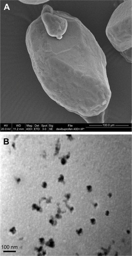 Figure 9 (A) SEM image of raw dexibuprofen and (B) TEM image of dexibuprofen nanoparticle.
