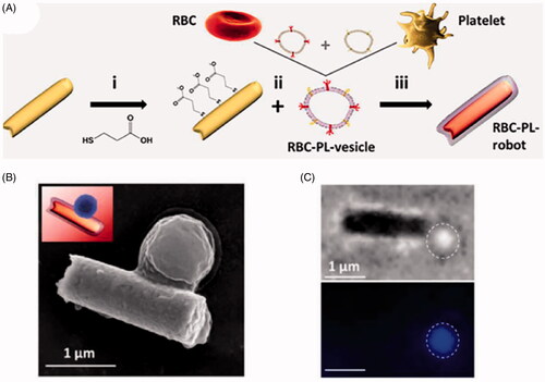 Figure 6. (A) Preparation of a red blood cell (RBC)-platelet (PL)-robot. (B) SEM image of Staphylococcus aureus attached to the RBC-PL-robot. (C) Microscope images showing the binding of Staphylococcus aureus to an RBC-PL-robot. The upper panel shows a brightfield image, and the lower panel shows a fluorescence image of a DAPI-stained bacterium (Esteban-Fernández de Ávila et al., Citation2018). Copyright 2018, American Association for the Advancement of Science.